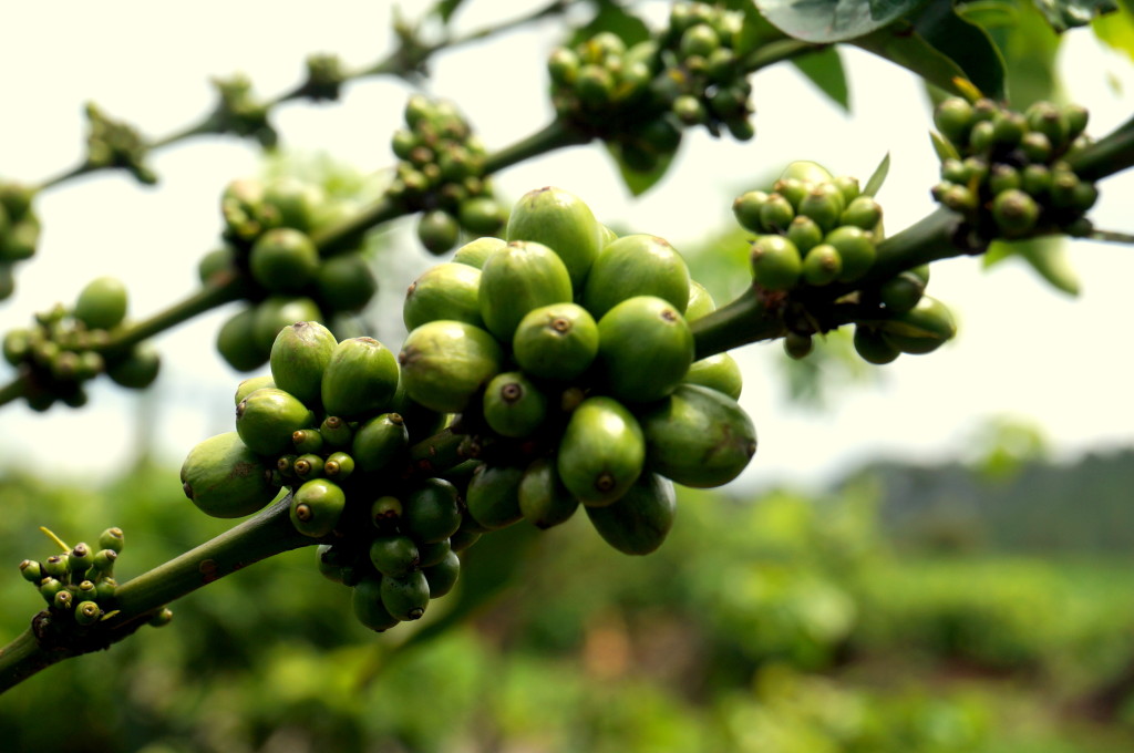 Onderweg stoppen we in diverse dorpjes en bij verschillende lokale bedrijfjes waaronder deze koffieplantage - Highlands Vietnam