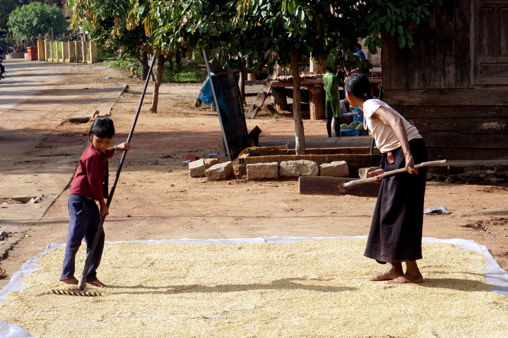We zien het dagelijks leven aan ons voorbij gaan in het kleine dorpje Buon van Hoa. Midden op straat wordt de rijst wordt gedroogd in de zon. Moeder en dochter scheppen om de zoveel tijd de rijst om zodat het goed kan drogen. 