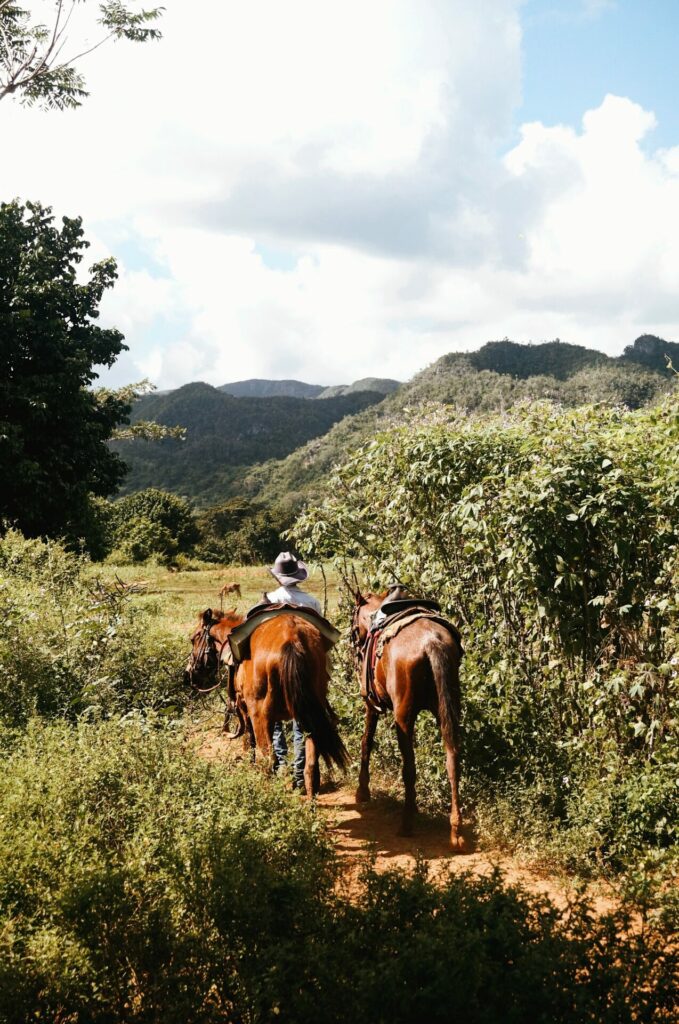 Paarden - Viñales - Cuba