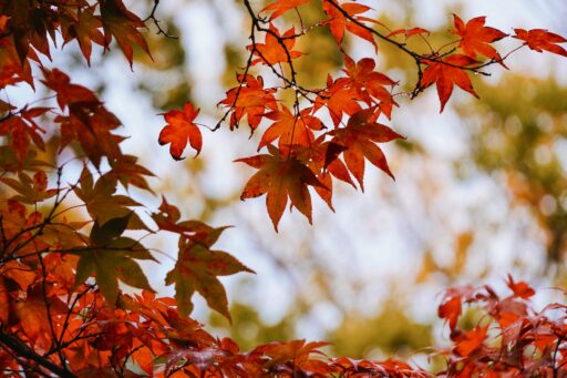 Japanse tuin Den Haag herfst